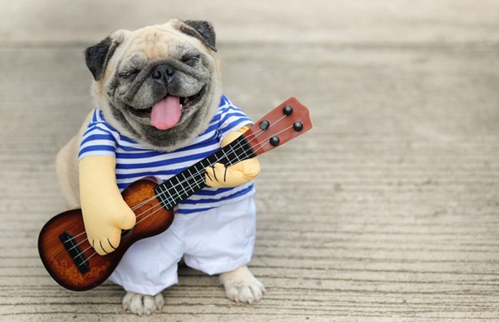 Sklep internetowy Groomershop.pl